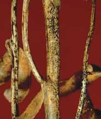 Later in the season, the brown discoloration may be almost continuous within the stem. Foliage symptoms are also common.