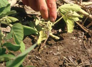 Charcoal rot may be a seedling disease but is more commonly considered a mid- to late-season soybean disease.