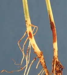 Red crown rot (black root rot) causes root and stem decay with superficial reddishorange fungal fruiting bodies developing on the main stem or slightly above the soil line later in the season.