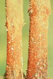 Initially these cankers are gray-green and water-soaked. The cankers eventually turn brown to tan or even a bleached white with reddish-brown borders.