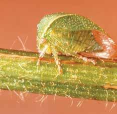 Damage is caused by nymphs and adults piercing stems and leaf petioles with needle-like mouth parts.