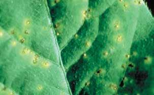 Symptoms of bacterial blight include angular, yellow to light-brown lesions, or spots, on leaves.