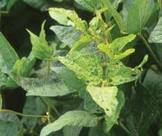 Symptoms may appear on seeds. Symptoms of bacterial pustule include pale green spots with raised centers on lower leaf surfaces.