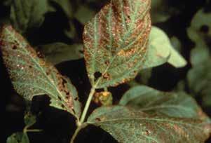 Light green to yellow blotches develop in the interveinal leaf tissue. Over time, the yellow areas turn brown.