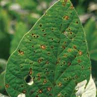 Symptoms of frogeye leaf spot occur primarily on leaves. Lesions are small, circular to somewhat irregular spots that develop on the upper leaf surfaces.