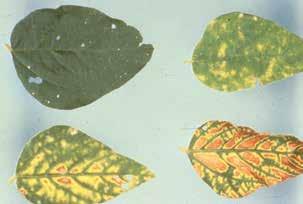 Powdery mildew begins as small, circular areas of white, powdery mold growth on the upper leaf surface.