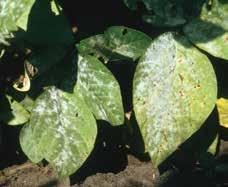APS The initial symptom of red crown rot is the development of small, interveinal chlorotic spots on upper leaves of individual or scattered plants.
