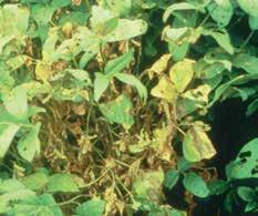 The fungus that causes Rhizoctonia root rot also causes aerial blight.