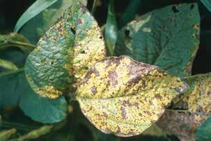 Leaves quickly turn yellow and drop from the plant. The pathogen is spread by windblown rain.