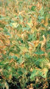 Foliage symptoms of sudden death syndrome begin as scattered yellow blotches in the interveinal leaf tissue.
