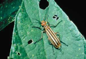 Bean leaf beetles are about 1 / 4 inch long and yellow, tan, or red in color with various black markings.