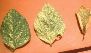 Spider mites feed on the underside of leaflets, with damage first appearing