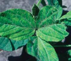 Most ALS-inhibitor herbicides cause veins on the backside of leaves to change to a red or nearly