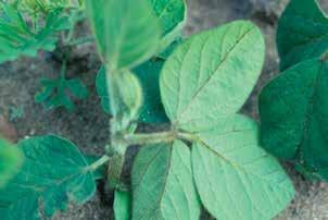 ALS inhibitors labeled for soybeans may cause this symptom when applied at excessive rates or to