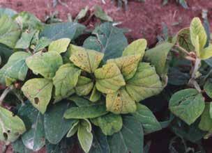 ALSinhibitor herbicides labeled for soybean use and applied postemergence may cause interveinal