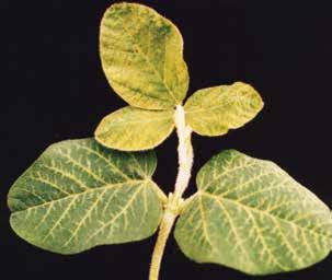 Soybean varieties differ for sensitivity, and symptoms may be greater under stress