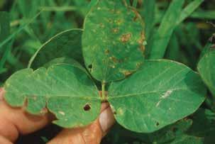 Postemergence application of nonmobile, photosynthesisinhibitor herbicides not