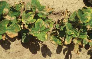 labeled for soybeans may cause leaf bronzing and spotting.