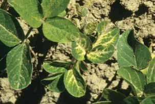 Injury from pigmentinhibitor herbicides includes