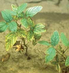 Iron deficiency is limited to high-ph-value (7 or above) soils.