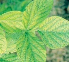 Deficiency symptoms are palegreen lower leaves, with yellow mottled interveinal tissue, which later show rusty speckling or