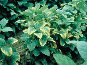 APS Nitrogen deficiency appears as evenly pale-green or yellow leaves and reduced leaf size.