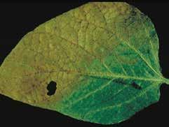 Zinc deficiency may cause yellow and possibly bronze coloration of leaf edges and tips.