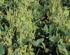 Flower formation or retention may be less than normal. Pods may be abnormal and slow to mature.