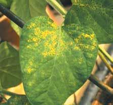 Soybean Rust Soybean rust is a disease caused by the fungus Phakopsora pachyrhizi.