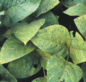 Although soybean rust has not been found in the United States, the disease has been discovered in Africa and South America.