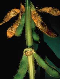 Seeds may be discolored, and seed quality is reduced. Symptoms also appear on stems.