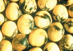 Diseased seeds may be covered with a slimy bacterial growth.