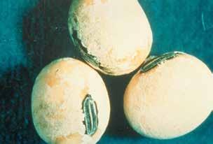 Phomopsis seed decay is caused by the same organisms that cause pod and stem blight.