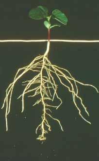 Roots Like most broad-leaved plants, the soybean has a taproot system. The taproot emerges first during germination and elongates up to four or five feet, depending on soil conditions.