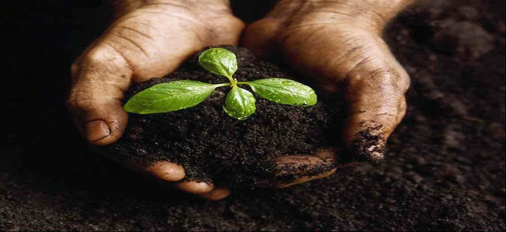 Transplanting Seedlings Seedlings are the small plants.