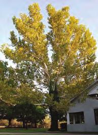, 7"-14" G Best in full sun although young trees tolerate light shade. Prefers moist, welldrained C Soft needles.