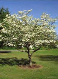 Tree Sale Items A/S = Age/Size AMERICAN PLUM (Prunus Americana) A/S 1 yr, 18"-24" G Does best in moist, rich,