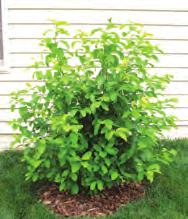 C A fast grower it can reach heights of 12 ft. tall. Produces attractive white flowers and black/purple berries all season long.