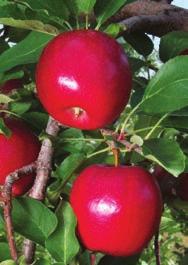 Apples are good fresh, dried, or for cider. Pollinates early, mid, and late season blooming varieties.
