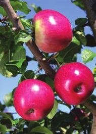 is considered a superior ourtland strain. It is a mutation of an original ourtland apple from Nova Scotia found in 1986.
