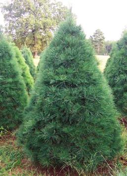 Dislikes hot, dry sites Blue-green 1" needles. 60'-80' tall & 15'- 20' spread. A desired hristmas tree.