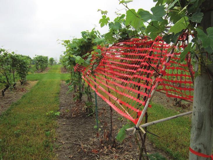Environmental Entomology, 2018, Vol. XX, No. X 3 setup on the vineyard border adjacent to a woodlot containing wild grape (Vitis spp).