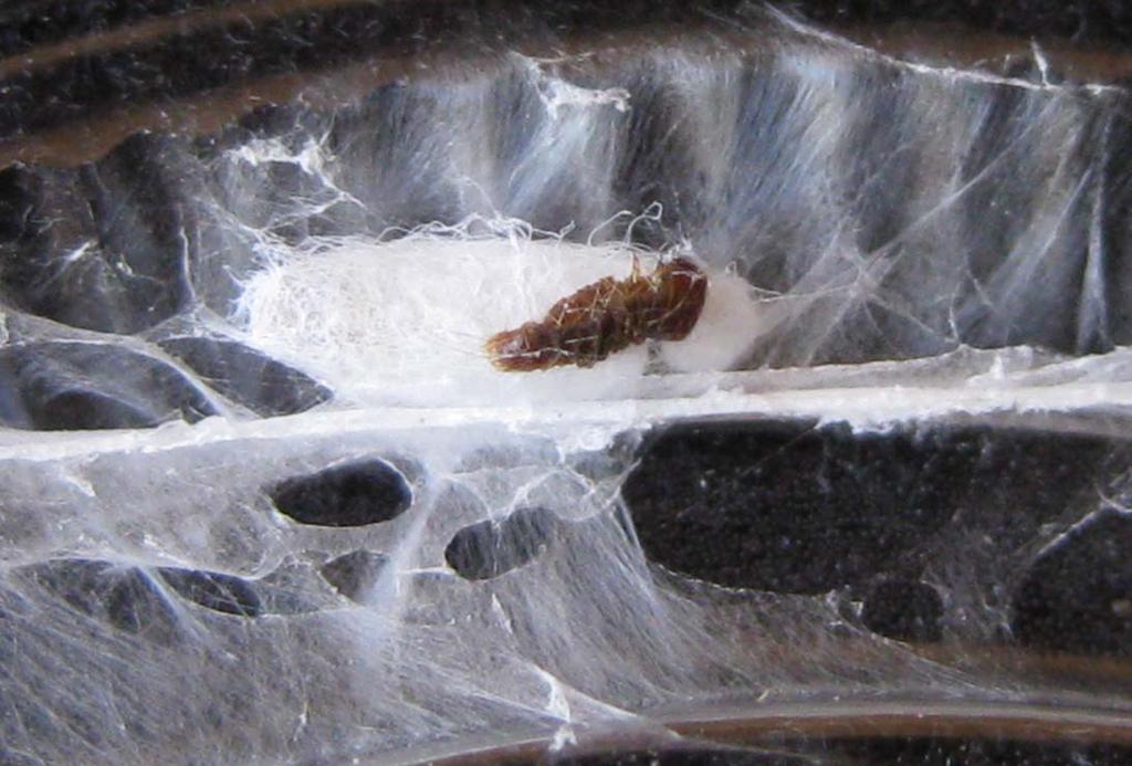 Parasitism of OT and OLR larvae in Napa & Sonoma Counties Webbing produced by OLR larva