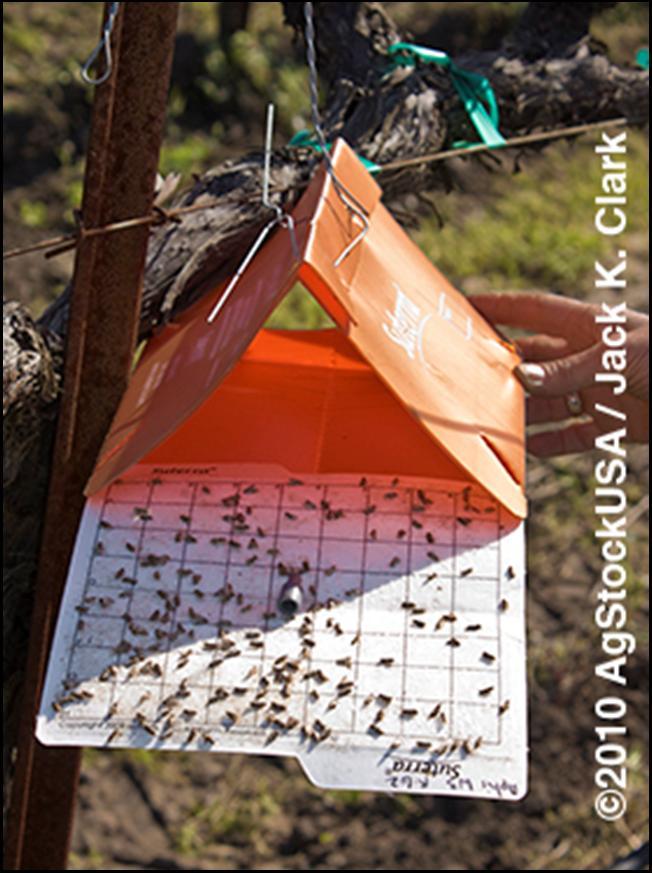 Pheromone traps Start trapping 2 weeks before budbreak At least one trap for every 10 acres