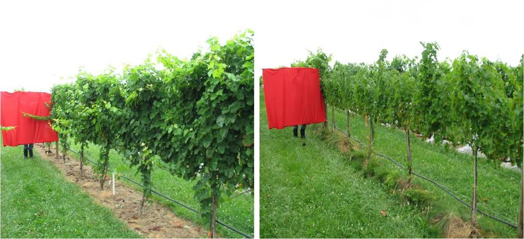 Figure 1. Vines on left are grown with an under-trellis herbicide strip (conventional); those on right utilize under-trellis cover crops.