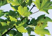 TREE INDEX Insects & DISEASES PAGE TREATMENT 15 SPRUCE POPLAR Bagworm 24 TREE-äge, ACE-jet, AzaSol Cottonwood Twig Borer ACE-jet, AzaSol Japanese Beetle 31 ACE-jet, AzaSol Poplar Tentmaker