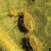 INSECT AND DISEASE DESCRIPTION and treatment 23 ANTHRACNOSE Anthracnose (Leaf Blight) is a fungal disease that includes many species of fungi and affects many species of trees including ash, dogwood,