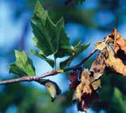Visible symptoms of the disease vary with species and host but most commonly, infected leaves develop tan to reddish brown lesions that extend along the veins of the leaf.