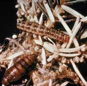INSECT AND DISEASE DESCRIPTION and treatment 25 Bronze Birch Borer (FlatHEadeD BORER) Bronze Birch Borer is a wood-boring beetle, common across the northern half of the United States, which attacks