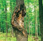 Cankers can appear as areas of cracked or missing bark, discolored bark, sunken bark or calloused bark. Cankers can sometimes exude fluids, have strong odors or host obvious fungal growths.
